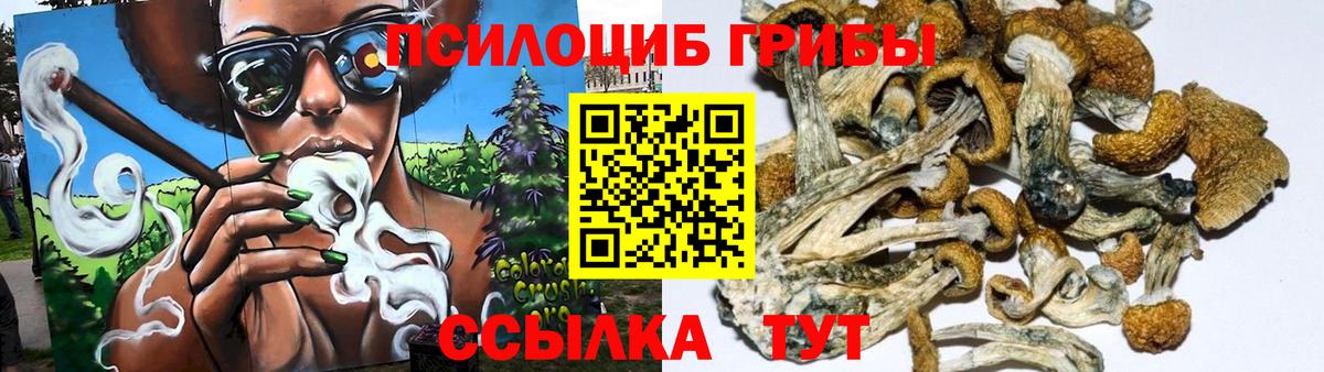 Псилоцибиновые грибы Cubensis  Вход с VPN  Знаменск 